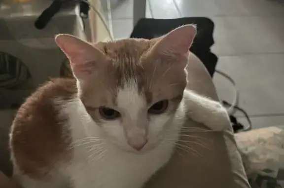 Lost Cat Rempit: White & Orange in Jurong West