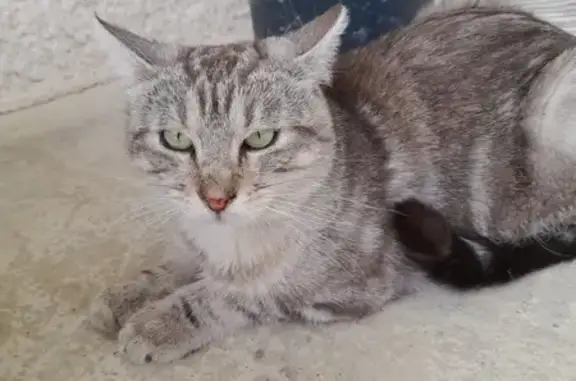 Chat gris tigré trouvé à Vimines - photo