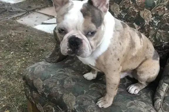 Lost Beige/White Frenchie - West Warnock Ave