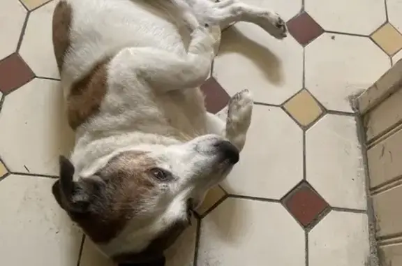 Chien Jack Russell trouvé au Havre - photo