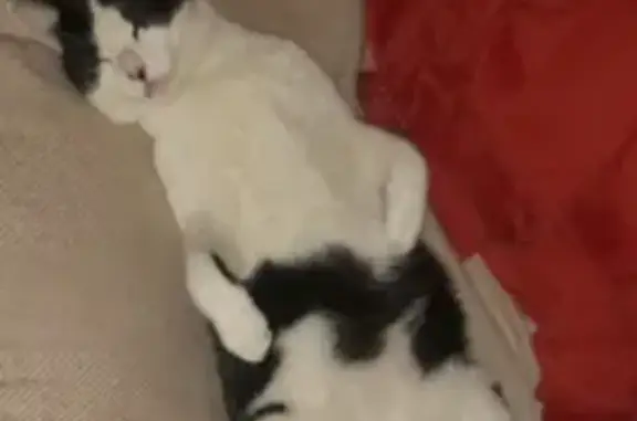 Chat perdu, Martigné-Ferchaud, photo: Chat Kassav' perdu à Martigné