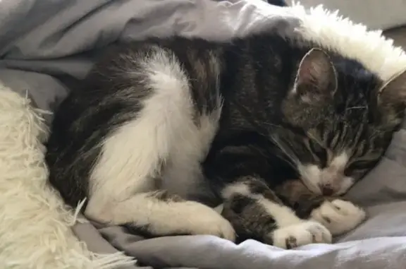 Chatte affamée sauvée en forêt - photo
