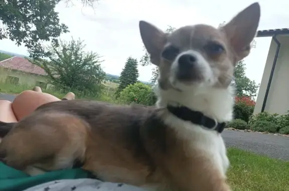 Animaux trouvés Verdun-sur-Garonne, photo: Chihuahua perdu à Verdun