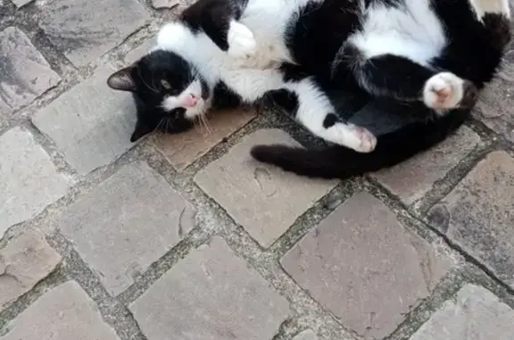 Chat noir et blanc trouvé câlin - photo