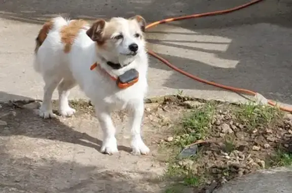 Trouvaille: Chienne blanche à Montrouveau - photo