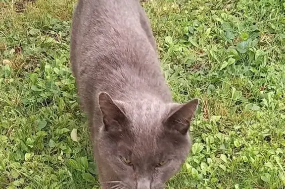 Chat faible trouvé, refuse de manger - photo