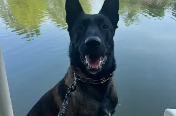 Lost Malinois in KY: Help Find Him!