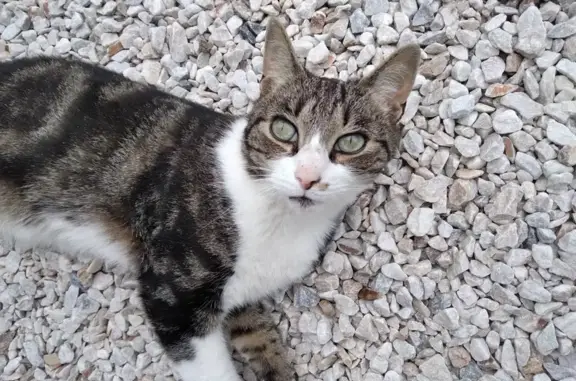 Chat trouvé Gruissan, photo: Chat tigré-blanc disparu à Gruissan