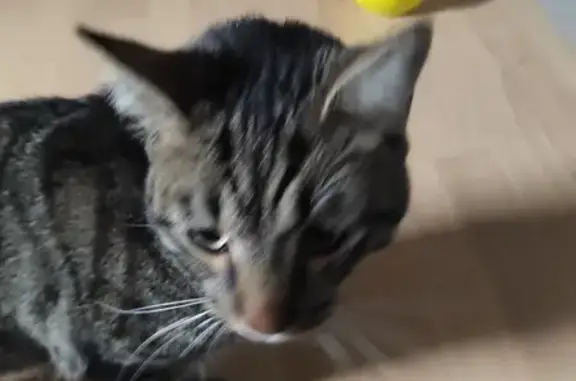 Chat tigré trouvé à Péronnas - photo