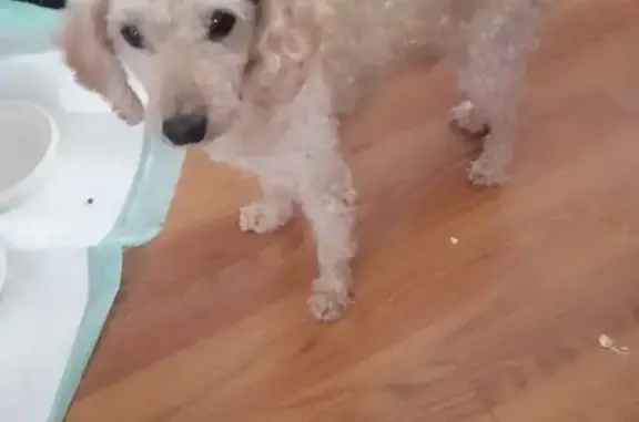 Found Poodle: Cream & Tan, Vet-Treated - 32702