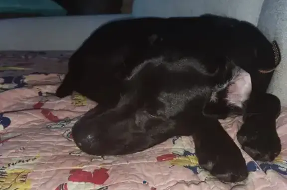 Found Puppy: Friendly Male Black Lab on Vineville!