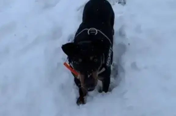 Chien perdu Bourgogne-Franche-Comté, photo : Alerte: Jack Terrier nommé Maho perdu