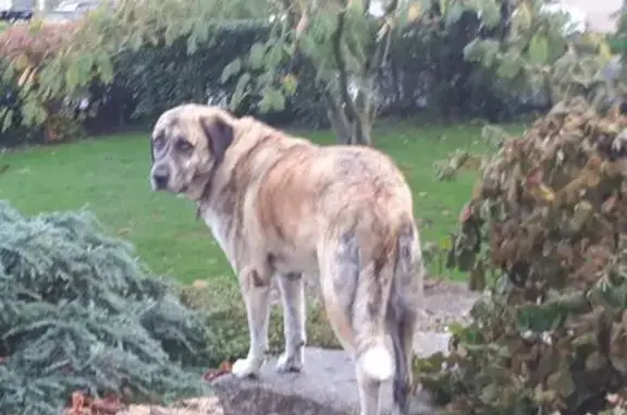 Chien perdu Casseneuil, photo : Alerte: Mâtin Espagnol Bringé Perdu