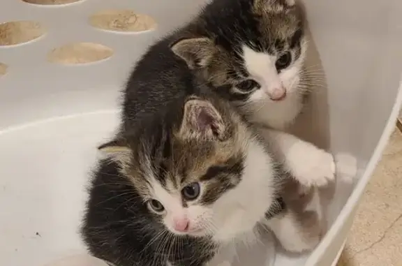 Lost Mixed Kittens: Brown & White Siblings - Keyport