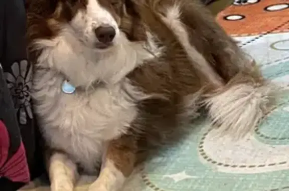 Lost Border Collie in Cobb City - Help Find Her!