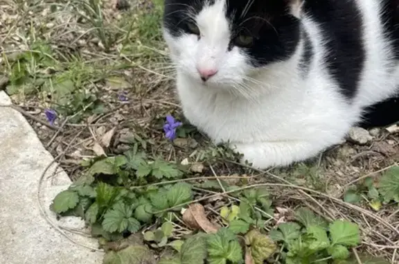 Animaux perdus Échalas, photo: Chat noir et blanc boiteux perdu