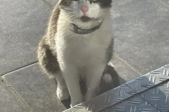 Chat gris-blanc trouvé à Saint-Jean - photo