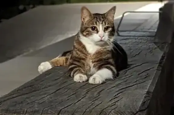 Animaux trouvés Vertou, photo: Jeune chatte tigrée suivie, Vertou