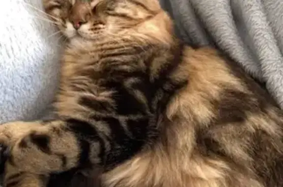 Chat perdu, Berné, photo: Chat Oscar disparu à Plouay
