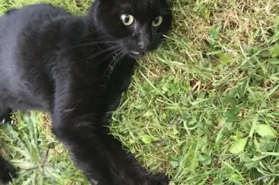 Chat amaigri et paralysé trouvé - photo