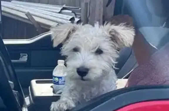 Lost Puppy Alert: Tiny White Dog - West Lafayette!