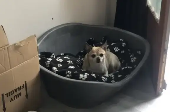 Chiwawa crème dodu trouvé à Billy - photo