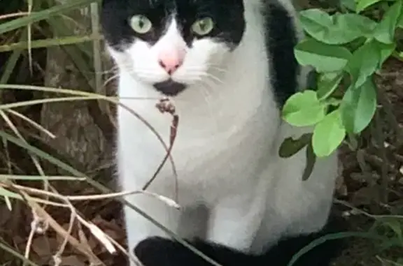 Lost Vocal Black & White Cat -...