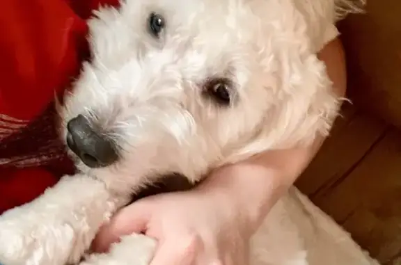 Lost and found pets , photo: Help Find Our Lost Goldendoodle Pup!