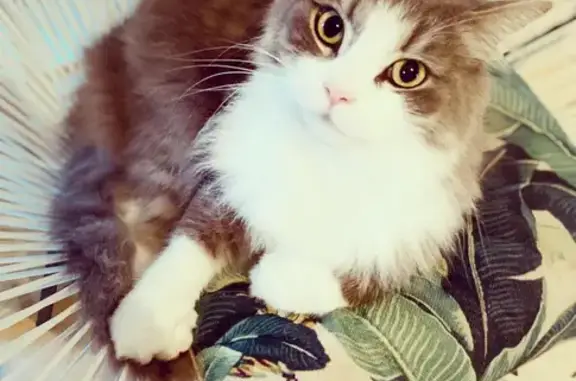 Missing cat , photo: Lost Grey & White Cat - Upper Coomera!
