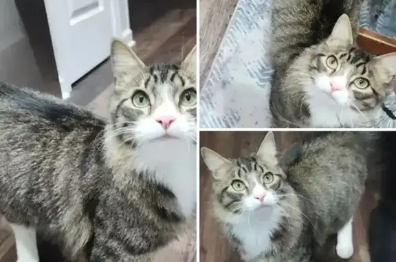 Help Find Otto: Lost Tabby in Duluth 2757