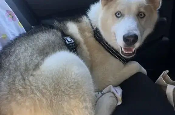 Lost Husky Duque in Fayetteville - Help Find Him!