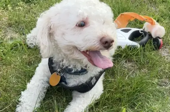 Lost Poodle Mix Max in Reading, PA - Help!