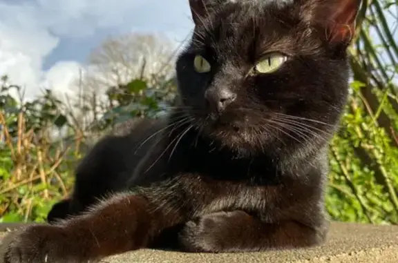 Animaux perdus , photo: Chatte noire perdue à Bricquebec