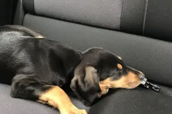 Chiot noir/fauve trouvé à Monteux - photo
