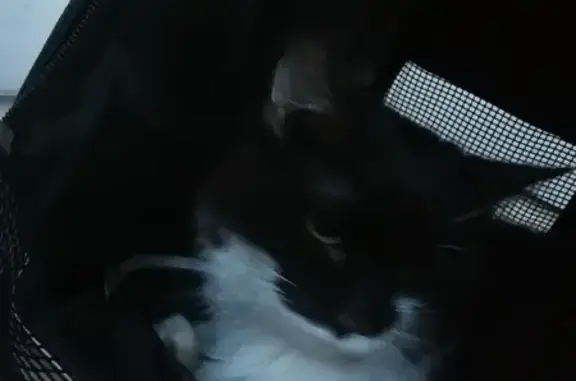 Chat angora blessé trouvé à Calais - photo