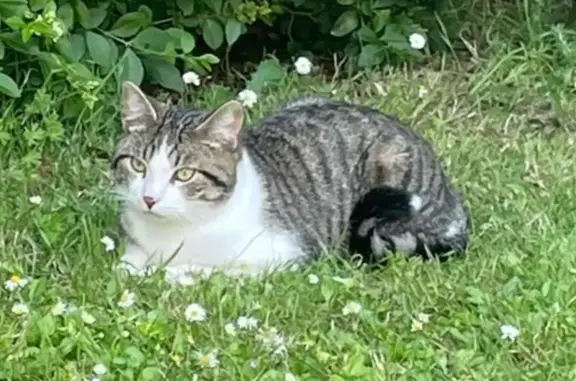 Chaton perdu rue Joliot-Curie - photo
