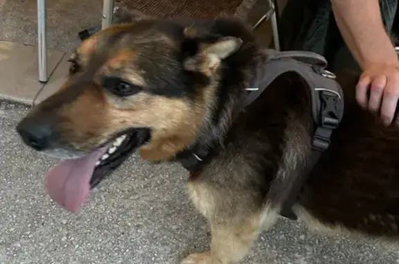 Chien Berger allemand trouvé - photo