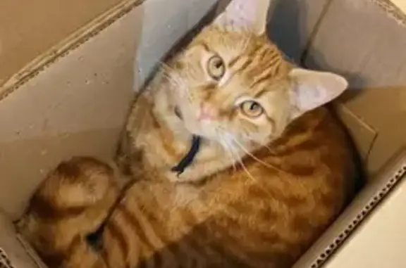 Animaux perdus Saint-Privat-la-Montagne, photo: Chat roux disparu à Saint-Privat