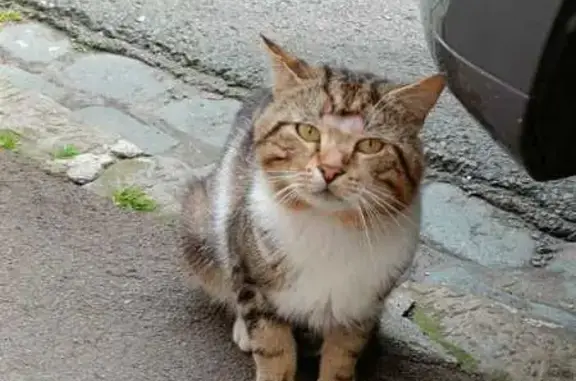Chat perdu: Européen timide, sans collier - photo