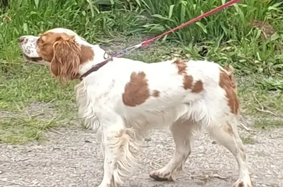 Chien blanc-roux trouvé à Capdet - photo