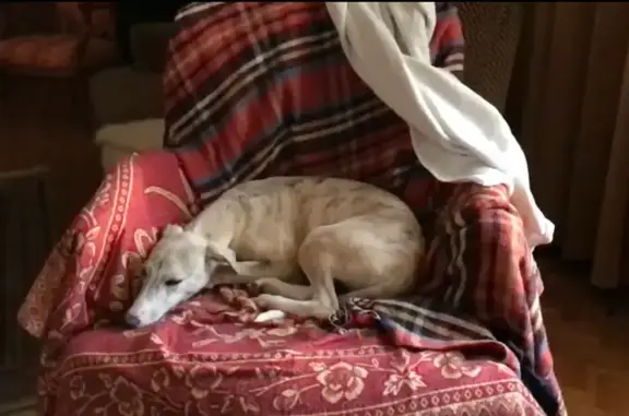 Chien perdu , photo : Alerte: Jeune Whippet perdu