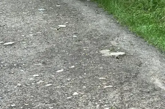 Chien craintif trouvé en Loire - photo