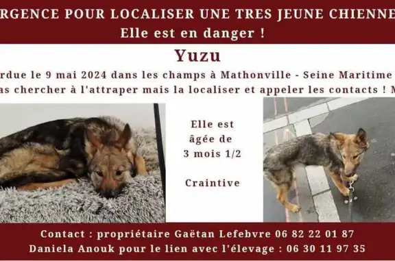 Chien perdu , photo : Chien-loup perdu à Mathonville