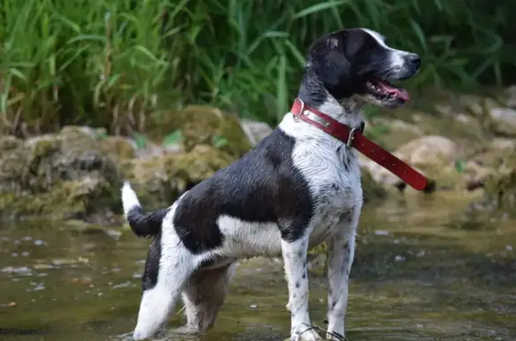 Chien perdu , photo : Chienne épagneule-beagle perdue