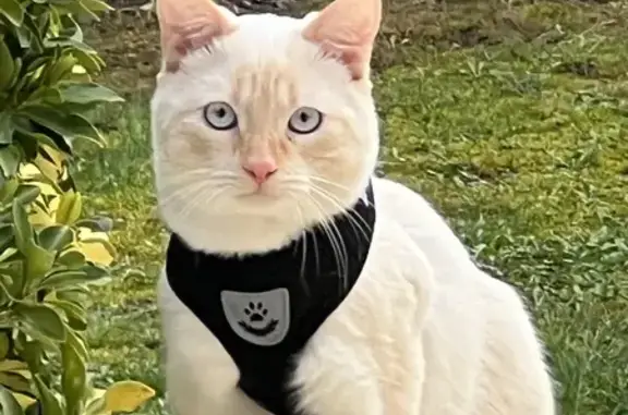 Animaux perdus Gambsheim, photo: Chat crème craintif perdu à Gambsheim