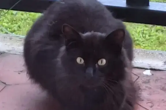 Chat noir aux yeux noisettes trouvé - photo