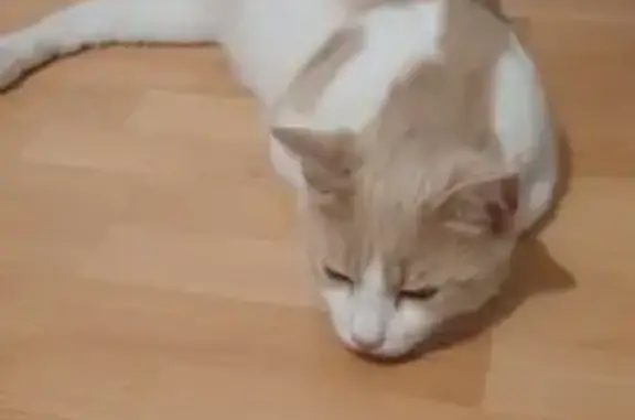 Chat trouvé à Sannois, doux et propre - photo