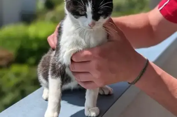 Chaton femelle noir/blanc trouvé - photo