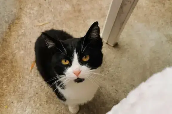 Chat mâle trouvé à Graulhet - photo