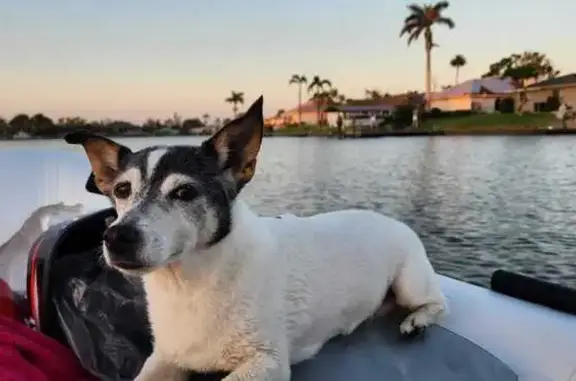 Help Find Baileys: Senior Dog Lost in Cape Coral